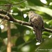 Olive Long-tailed Cuckoo - Photo (c) markus lilje, some rights reserved (CC BY-NC-ND), uploaded by markus lilje
