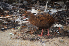 Gallirallus australis scotti