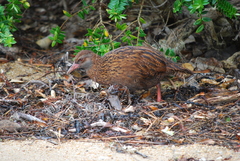 Gallirallus australis scotti
