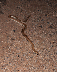 Arizona elegans
