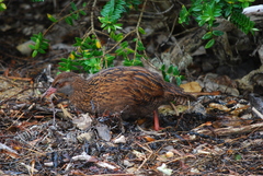 Gallirallus australis scotti