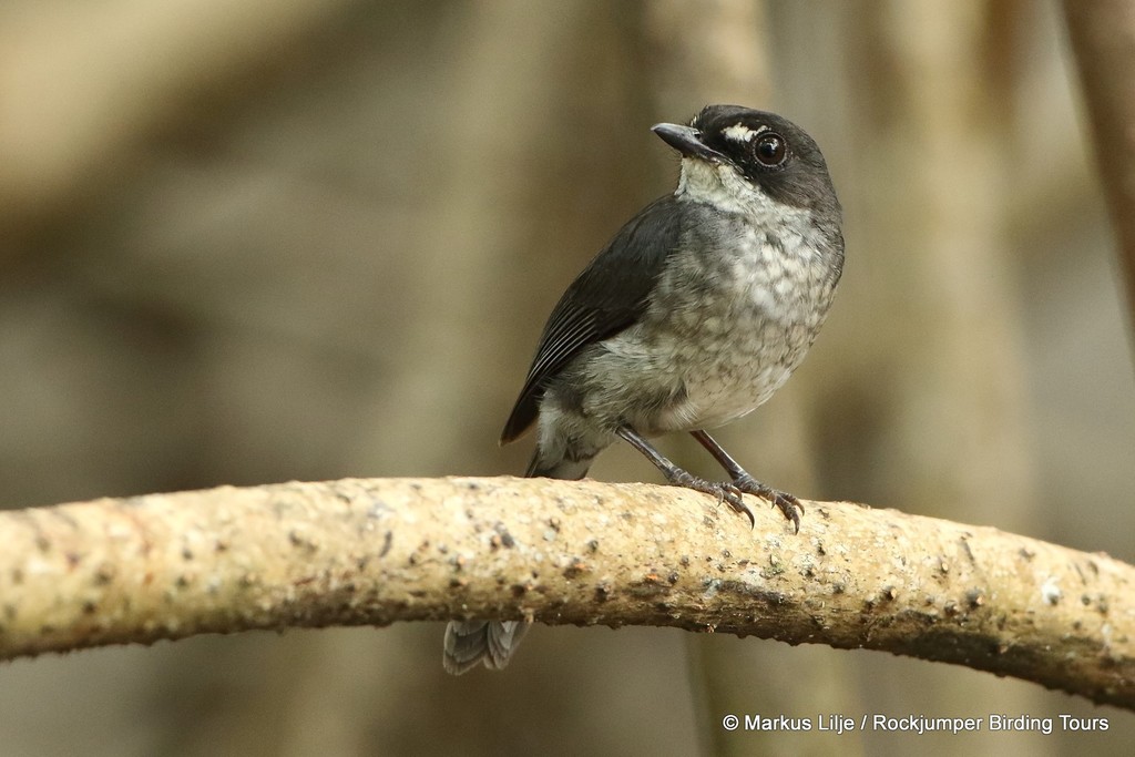 White-browed Forest-Flycatcher photo