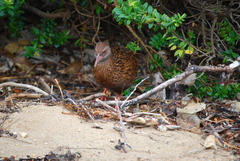 Gallirallus australis scotti