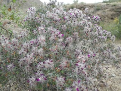 Dalea purpusii