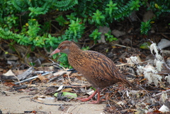 Gallirallus australis scotti