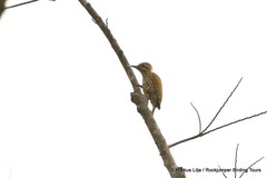 Chloropicus lugubris