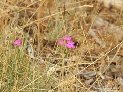 Dianthus deltoides