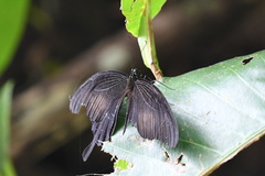 Papilio iswara