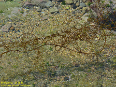 Sargassum horneri