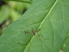 Ptychoptera quadrifasciata