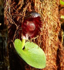 Corybas grumulus
