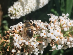 Eristalis tenax