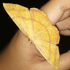 Eumelea rosalia