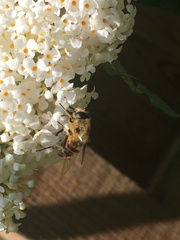 Eristalis tenax