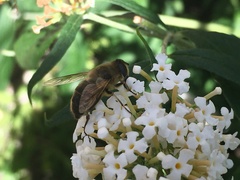 Eristalis tenax