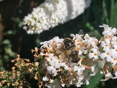 Eristalis tenax