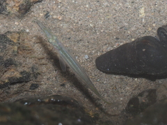 Dermogenys pusilla