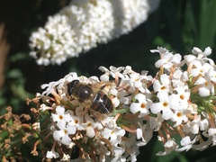 Eristalis tenax