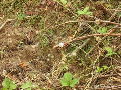 Jasione sessiliflora