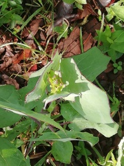 Roldana sessilifolia