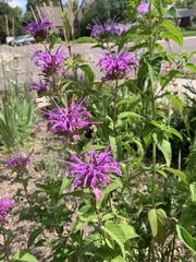 Bombus
