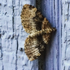 Xanthorhoe lacustrata