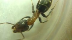 Liometopum microcephalum