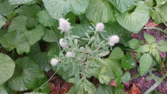 Trifolium arvense