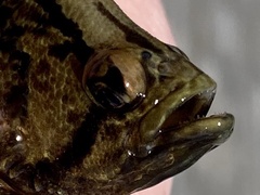 Lobotes surinamensis