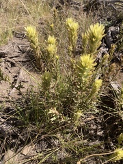 Castilleja applegatei pinetorum