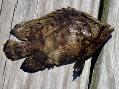 Lobotes surinamensis