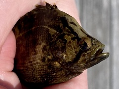 Lobotes surinamensis