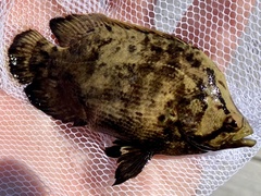 Lobotes surinamensis