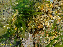 Anthopleura handi