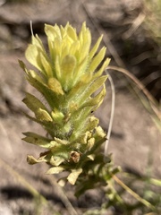 Castilleja applegatei pinetorum