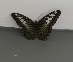 Parthenos sylvia gambrisius