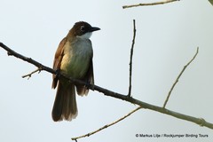 Chlorocichla simplex