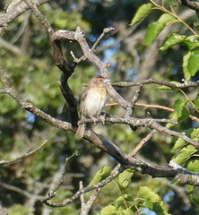Passerina cyanea