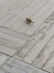 Passer domesticus