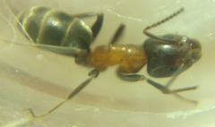 Liometopum microcephalum