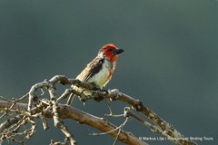 Lybius vieilloti