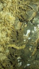 Liometopum microcephalum