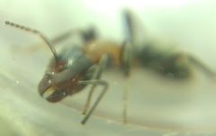 Liometopum microcephalum