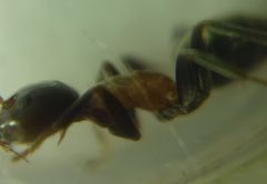 Liometopum microcephalum