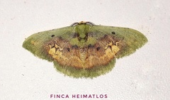 Pyrochlora