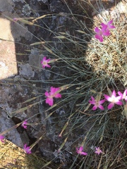 Dianthus lusitanus