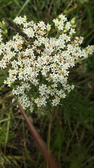 Stevia serrata