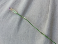 Petrorhagia prolifera