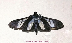 Erilusa