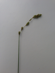 Carex tenera
